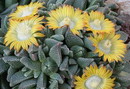 Nananthus Vittatus